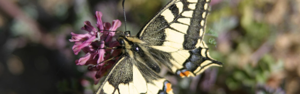 Biodiversidad