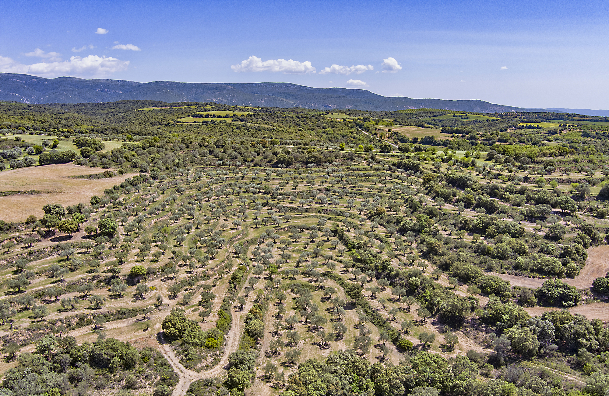 Olivares del Somontano